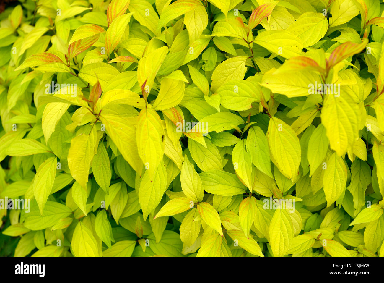 Cornus sericea stolonifera kelseyi kelseys oro giallo verde foglie fogliame attraente groundcover arbusto floreale RM Foto Stock