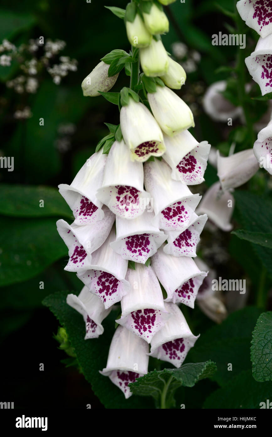 Digitalis pams scelta viola bianco foxglove foxgloves fiore fiori fioritura spike guglia guglie picchi floreale RM Foto Stock