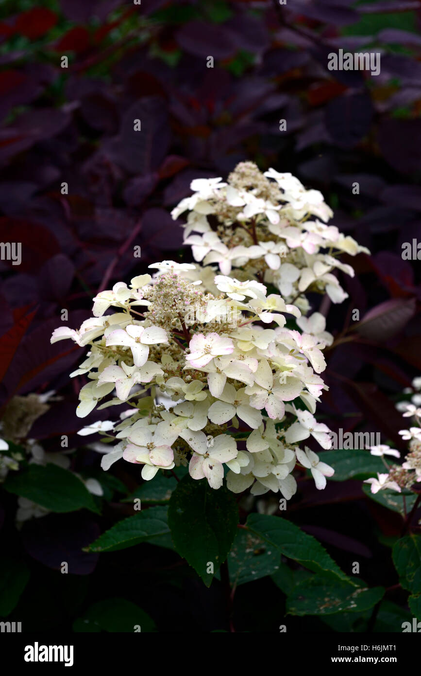 Hydrangea paniculata wim red fiore fiori fioritura pannocchie panicle cotinus coggygyria il contrasto dello sfondo floreale RM Foto Stock