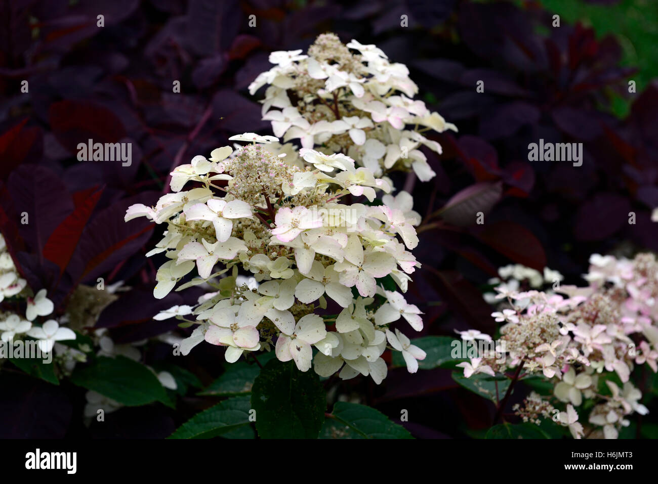 Hydrangea paniculata wim red fiore fiori fioritura pannocchie panicle cotinus coggygyria il contrasto dello sfondo floreale RM Foto Stock