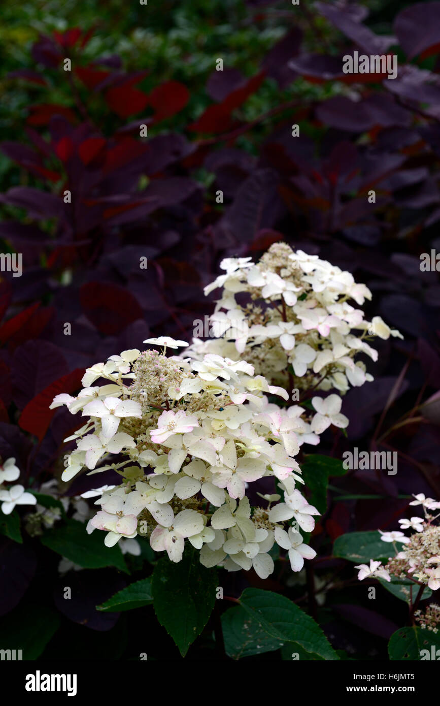Hydrangea paniculata wim red fiore fiori fioritura pannocchie panicle cotinus coggygyria il contrasto dello sfondo floreale RM Foto Stock