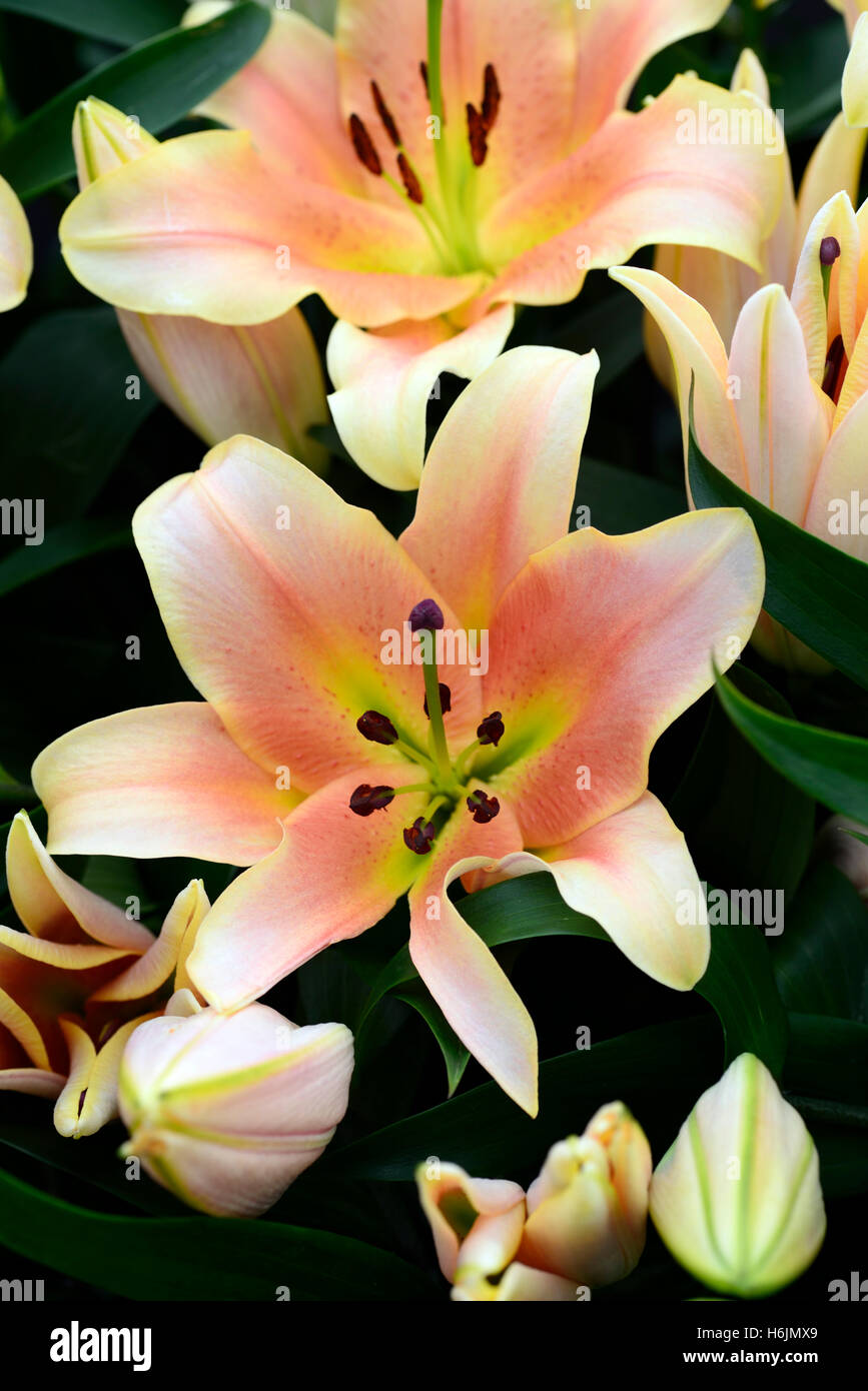 Il Lilium zelmira Orienpet lily gigli arancio salmone colore colore fiore fiori fioritura profumata profumo fragrante floreale RM Foto Stock