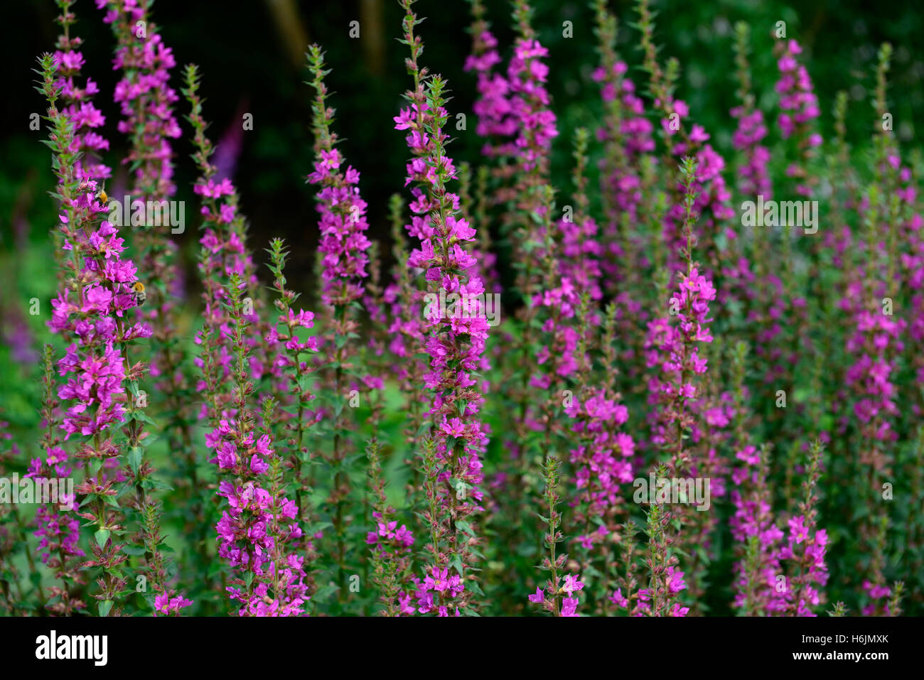 Lythrum salicaria robin purple loosestrife estate messa a fuoco selettiva ritratti vegetali rosa petali di fiori perenni guglie Foto Stock
