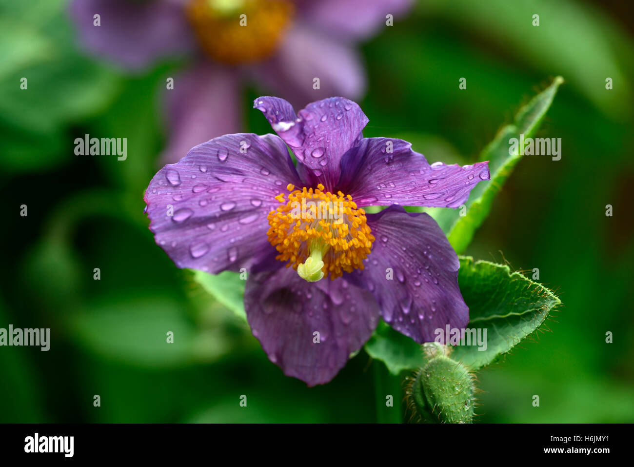 Meconopsis betonicifolia hensol violetta di papavero papaveri himalayana fiore fiori viola malva ombra ombroso giardino ombreggiato RM Floral Foto Stock
