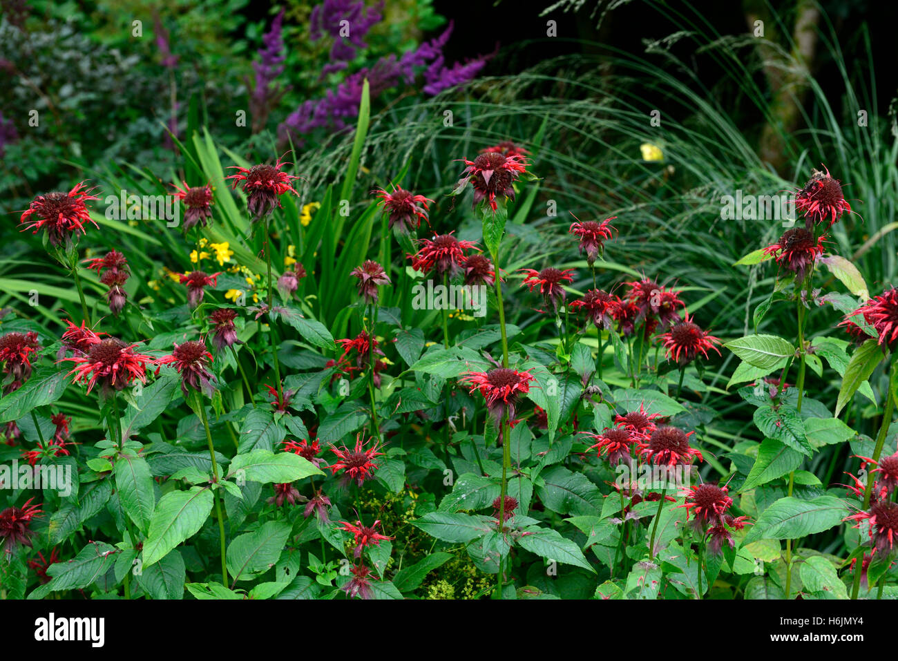 Monarda didyma adam Bee Balm bergamotto rosso scarlatto fiore fiori perenni fiorite perenni RM Floral Foto Stock