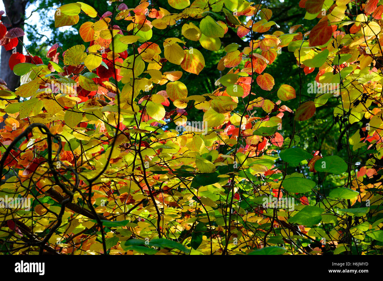 Autunno cadono le foglie fogliame rosso arancio giallo alberi ad albero retroilluminato floreale RM Foto Stock