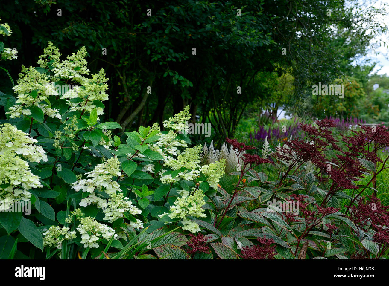 Hydrangea paniculata Kyushu rodgersia pinnata cioccolato ali viola bianco fiore fiori fioritura miscelato mix floreale RM Foto Stock