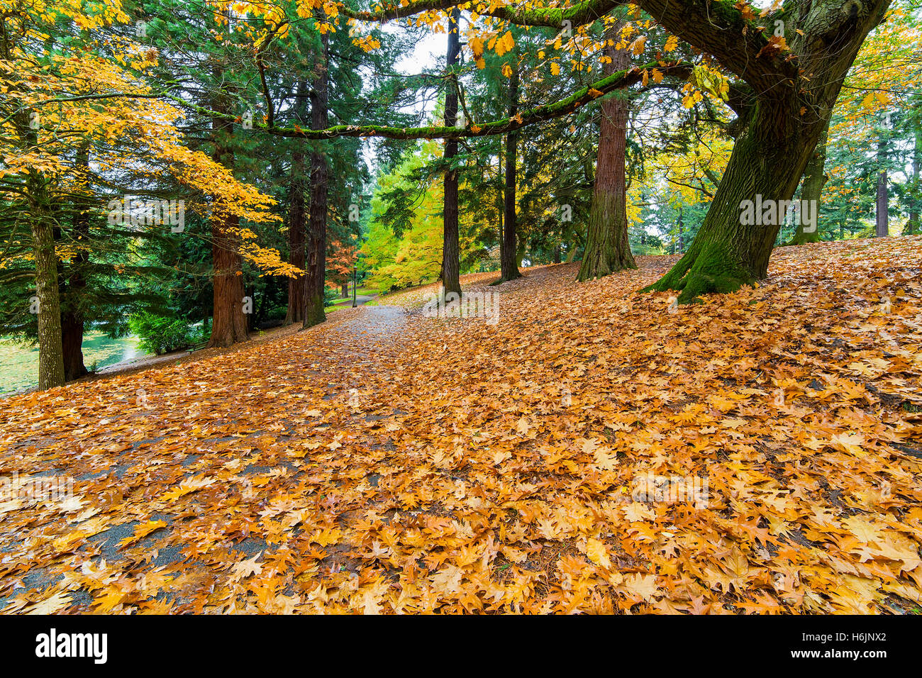 Percorso di giardino in Laurelhurst Park in Portland Oregon rivestito in quercia foglie durante la stagione autunnale Foto Stock