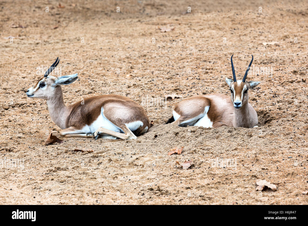 Due antilopi giacciono sulla sabbia Foto Stock