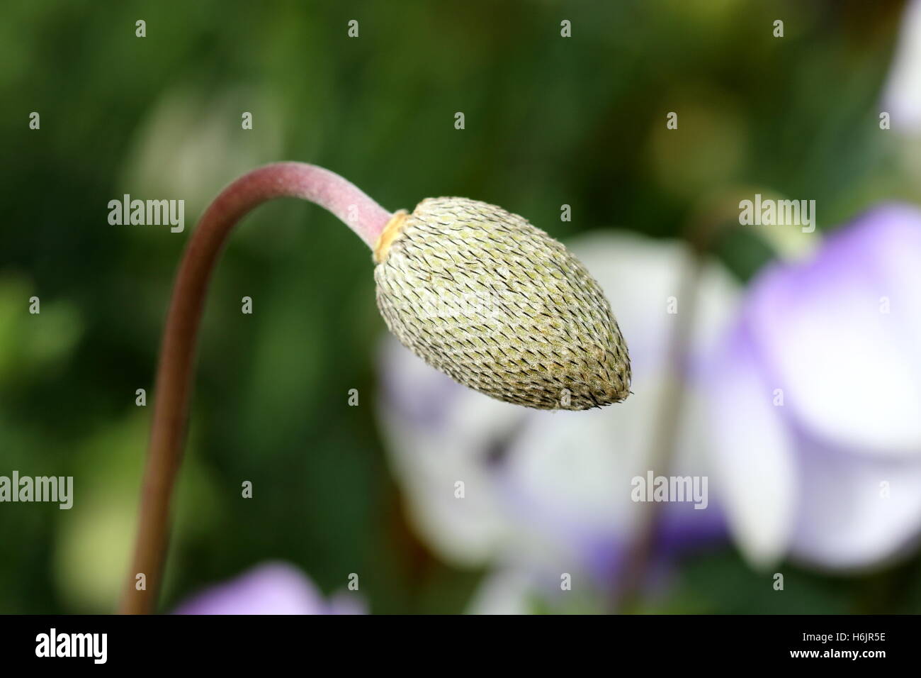 Ripresa macro di un anemone immaturi seme head Foto Stock