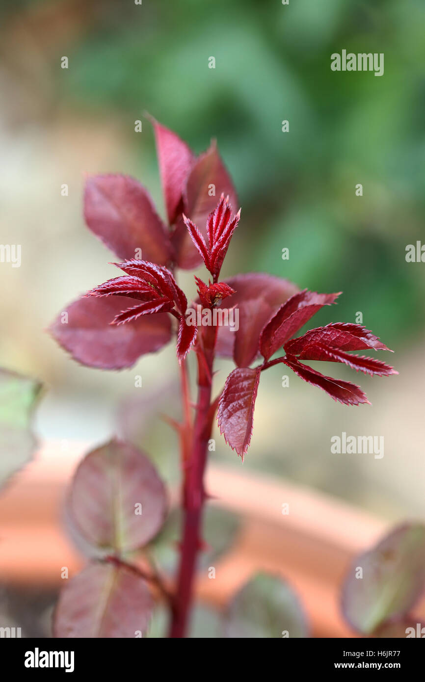 Close up di giovani foglie di rose Foto Stock