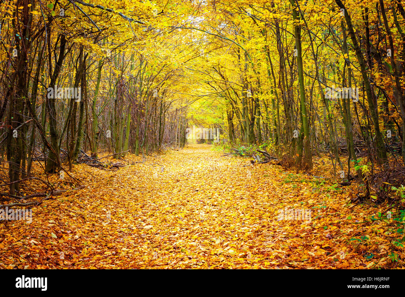 Il percorso nella foresta Foto Stock