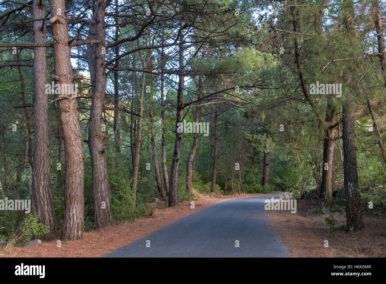 Pineta sul modo per Manolatos Samos Grecia Foto Stock