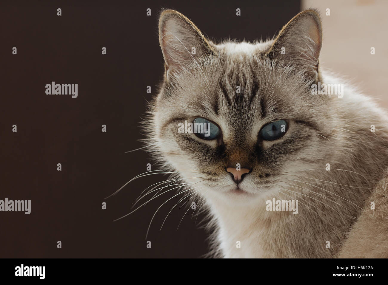 Il gatto domestico lookinf direttamente nella fotocamera messa a fuoco selettiva Foto Stock
