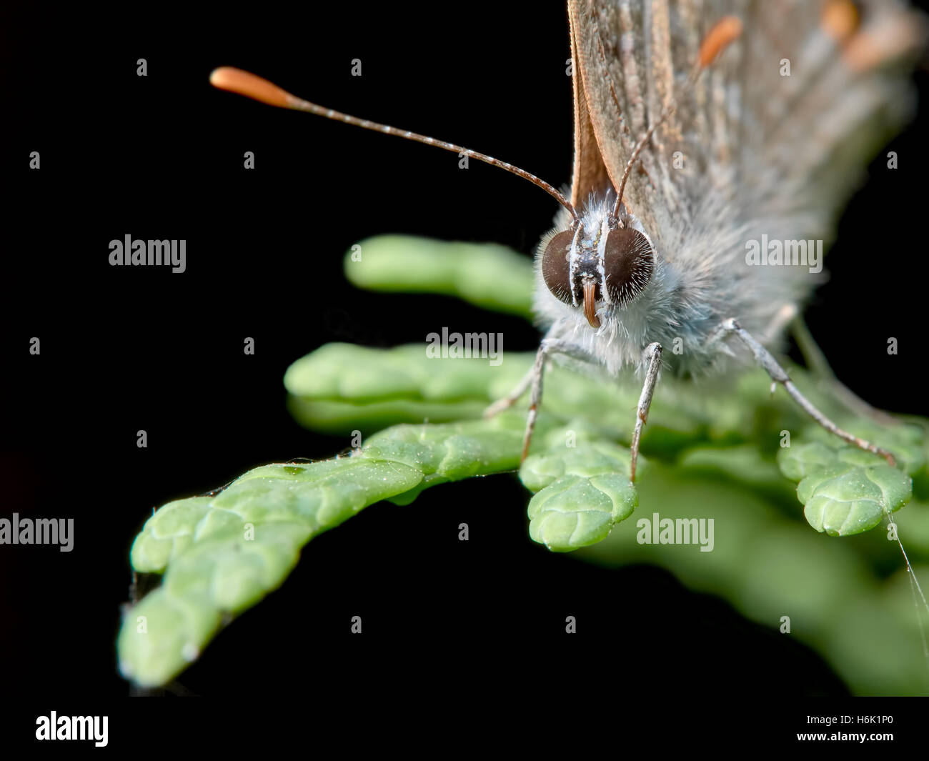 Piccola farfalla appollaiato su un ramoscello di ginepro in giardino Foto Stock