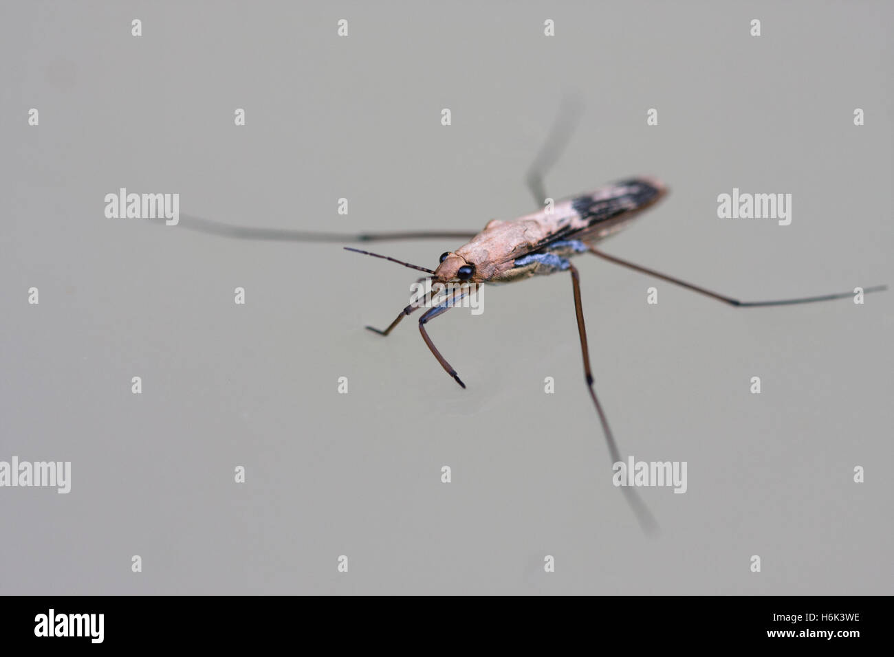 Gerris lacustris, comunemente noto come il comune skater di stagno o acqua comune Strider, è una specie di acqua strider, trovati in tutta l'Europa. Foto Stock