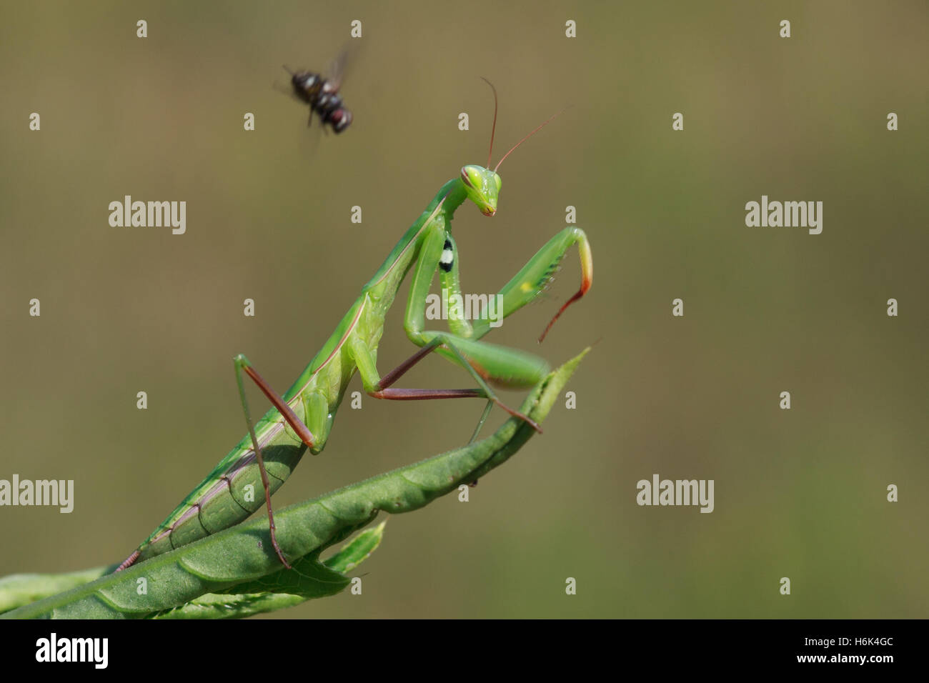 La mantide religiosa o mantide religiosa è un grosso insetto hemimetabolic nella famiglia del Mantidae ('mantids') Foto Stock