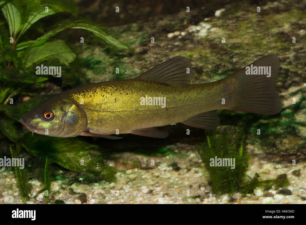 La tinca o doctor fish (Tinca tinca) Foto Stock