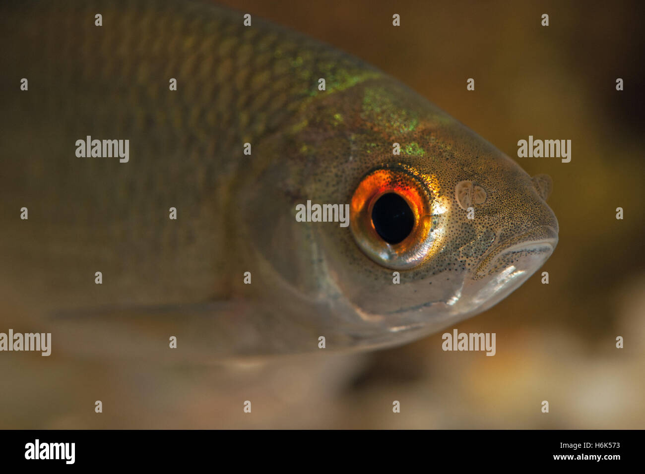 Lo scarafaggio (Rutilus rutilus), noto anche come il comune scarafaggio Foto Stock