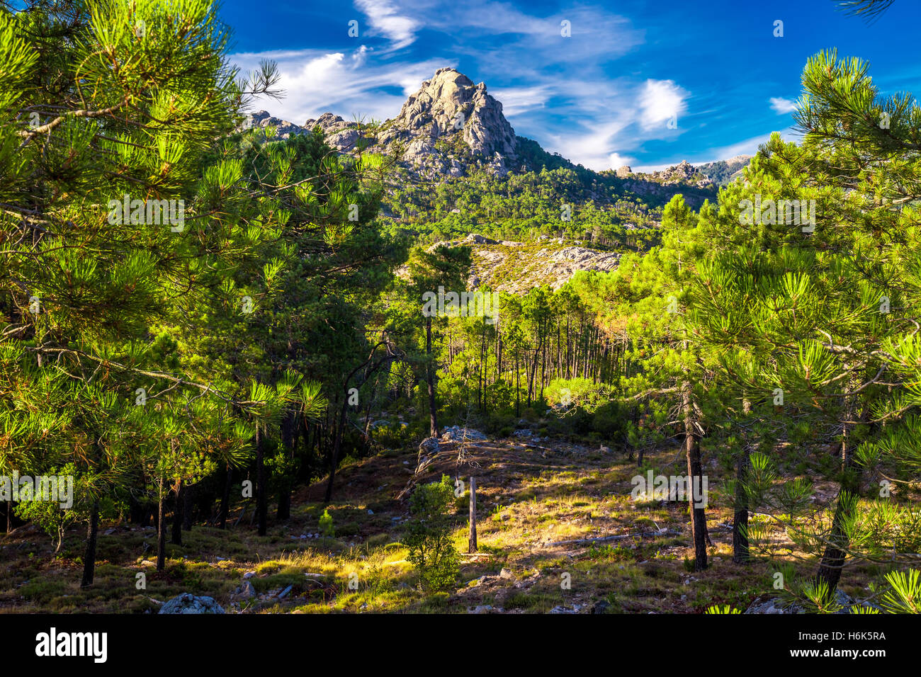 Alberi di pino al Col de Bavella montagne, Corsica, Francia, Europa. Foto Stock