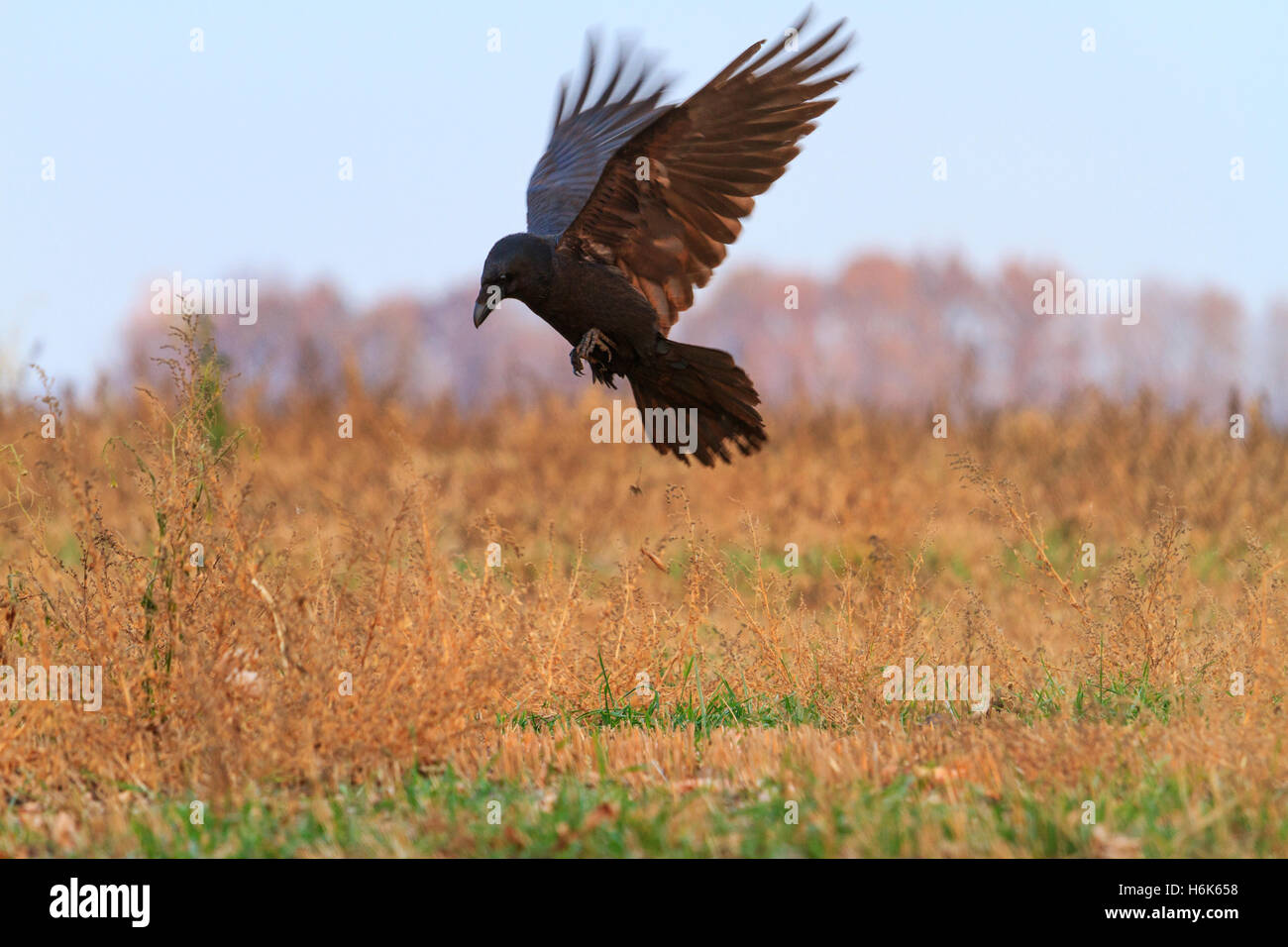 Raven in volo su un campo Foto Stock