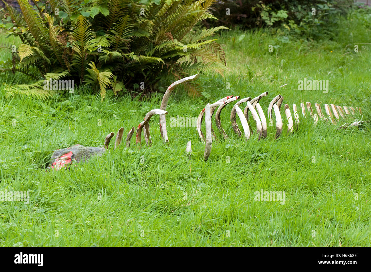 Le ossa del terreno che la carne è stata mangiata Foto Stock