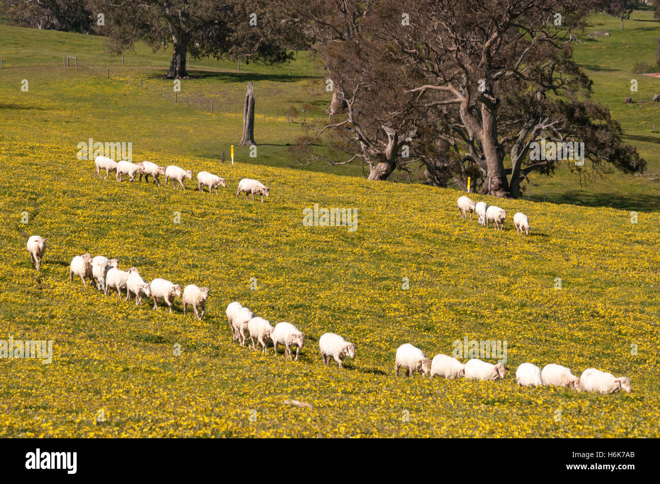 Merino pecore al pascolo attraverso un paddock di Eden Valley, South Australia Foto Stock