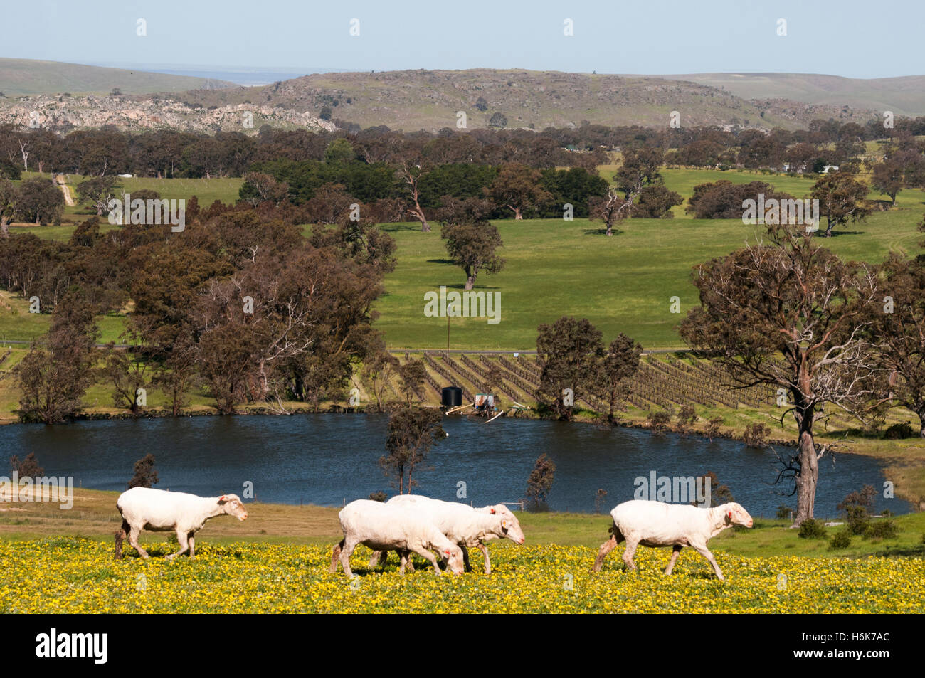 Merino pecore al pascolo in un paddock al di sopra di una diga di fattoria a Eden Valley, South Australia Foto Stock