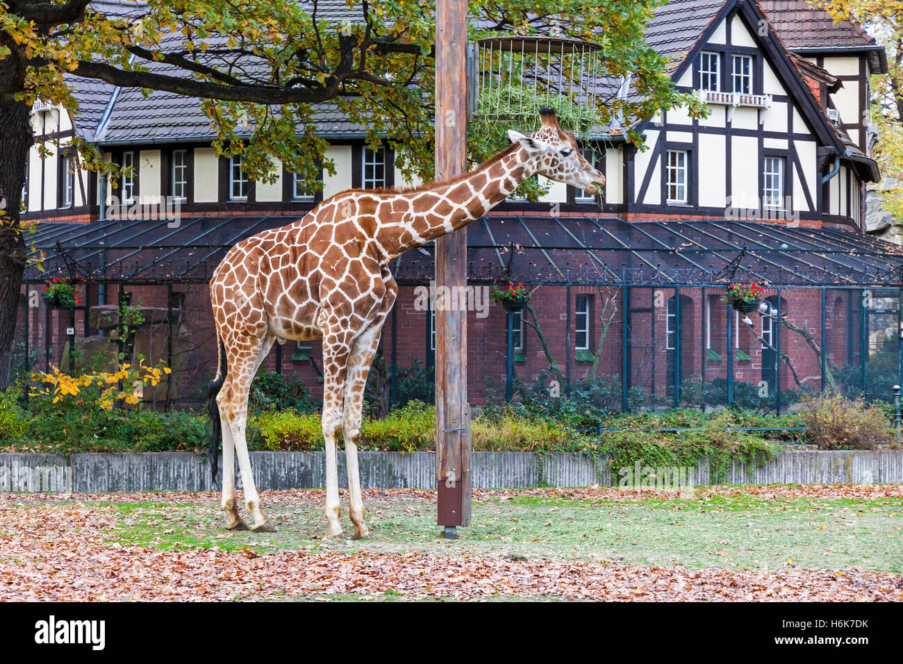 Giraffe reticolate (Giraffa reticulata), noto anche come la giraffa somala, passeggiate all'aperto voliera in Zoo di Berlino Foto Stock