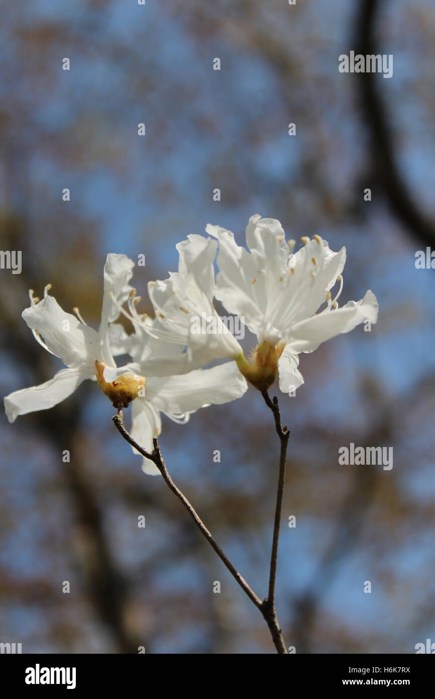 Azalea bianco con la luce del sole a Kyoto, Giappone Foto Stock