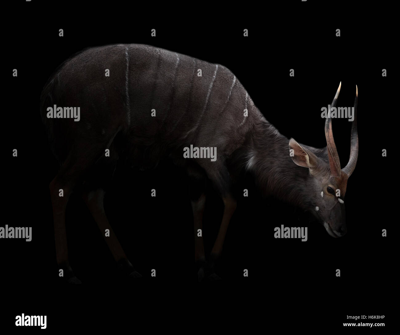 Nyala maschio in piedi al buio con spotlight Foto Stock