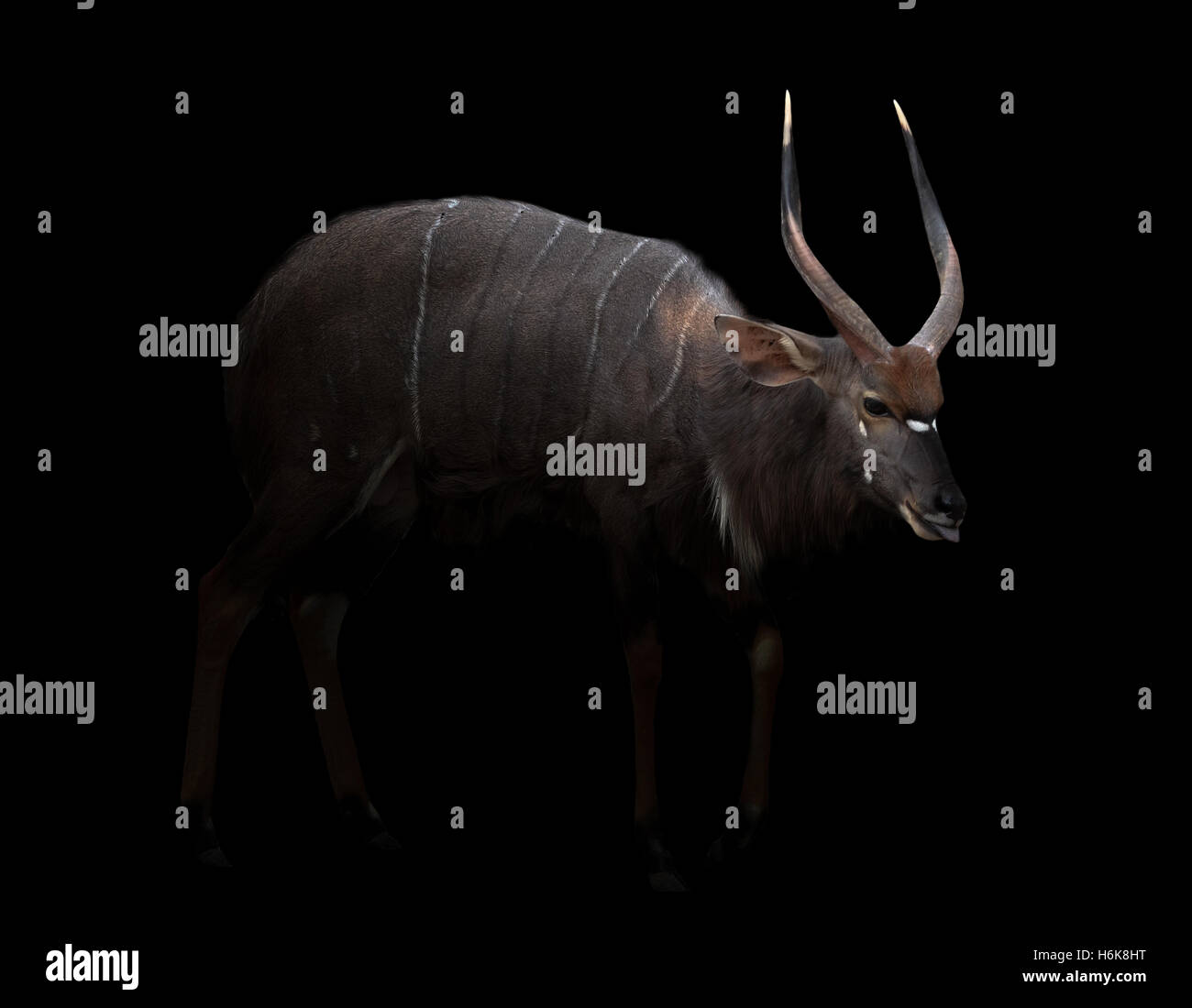 Nyala maschio in piedi al buio con spotlight Foto Stock