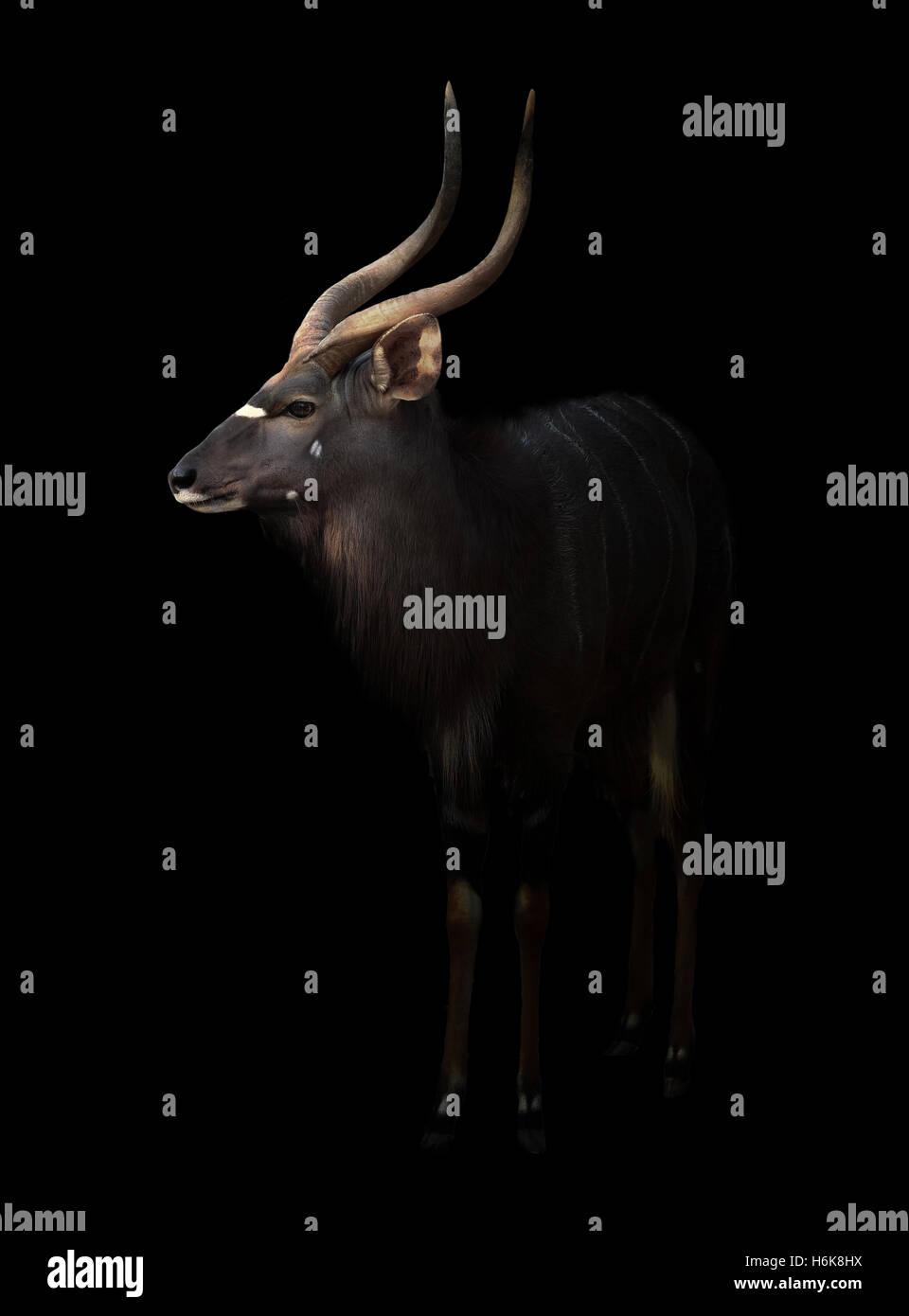 Nyala maschio in piedi al buio con spotlight Foto Stock