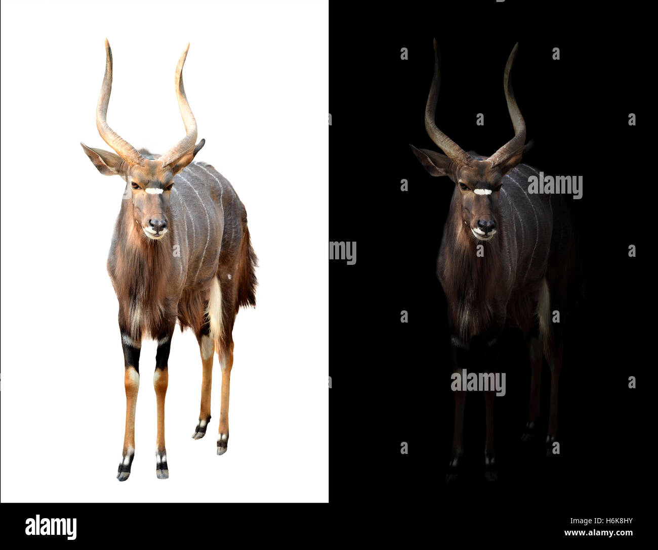 Maschio di Nyala nel buio e maschio di nyala isolato Foto Stock