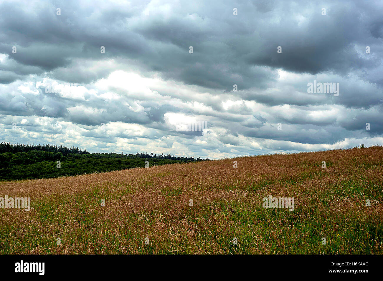 Le dense nubi sul campo . Foto Stock