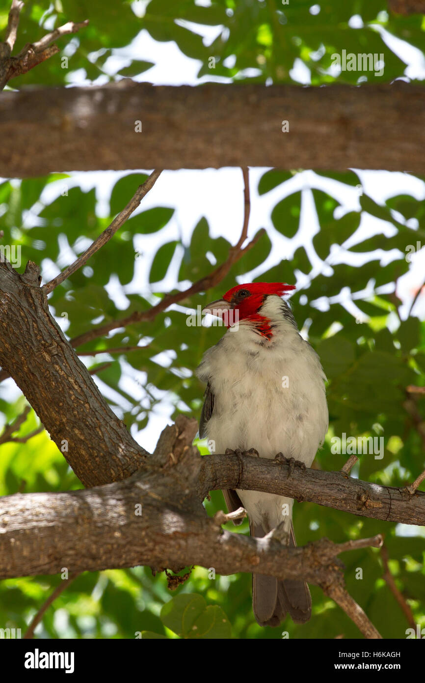 Rosso-crested cardinale (Paroaria coronata) seduta in una struttura ad albero di Hanauma Bay su Oahu, Hawaii, Stati Uniti d'America. Foto Stock
