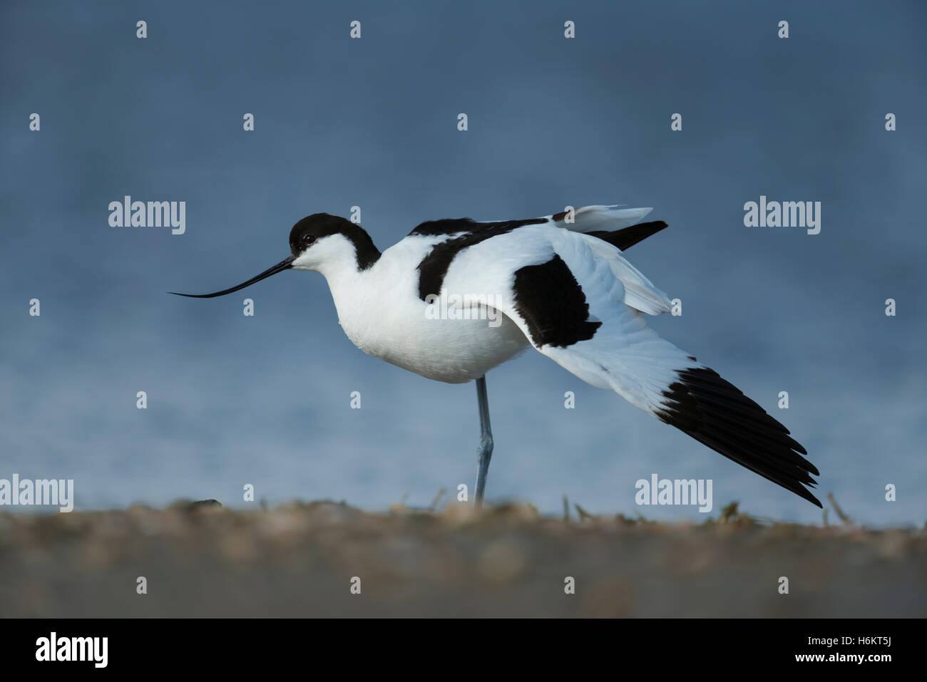 Pied Avocet / Saebelschnaebler ( Recurvirostra avosetta ) allunga il proprio corpo e ali, il Wadden Sea, Germania. Foto Stock