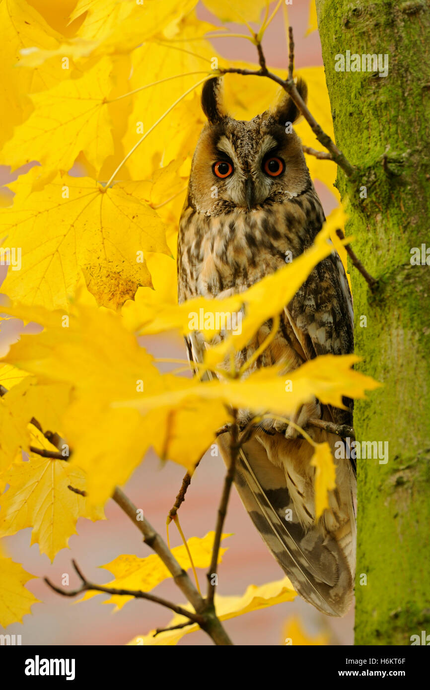 Gufo dalle orecchie lunghe / Waldohreule ( Asio otus ) che si snoda tra foglie d'acero colorate autunnali, occhi arancioni spalancati, in autunno, fauna selvatica, Europa. Foto Stock
