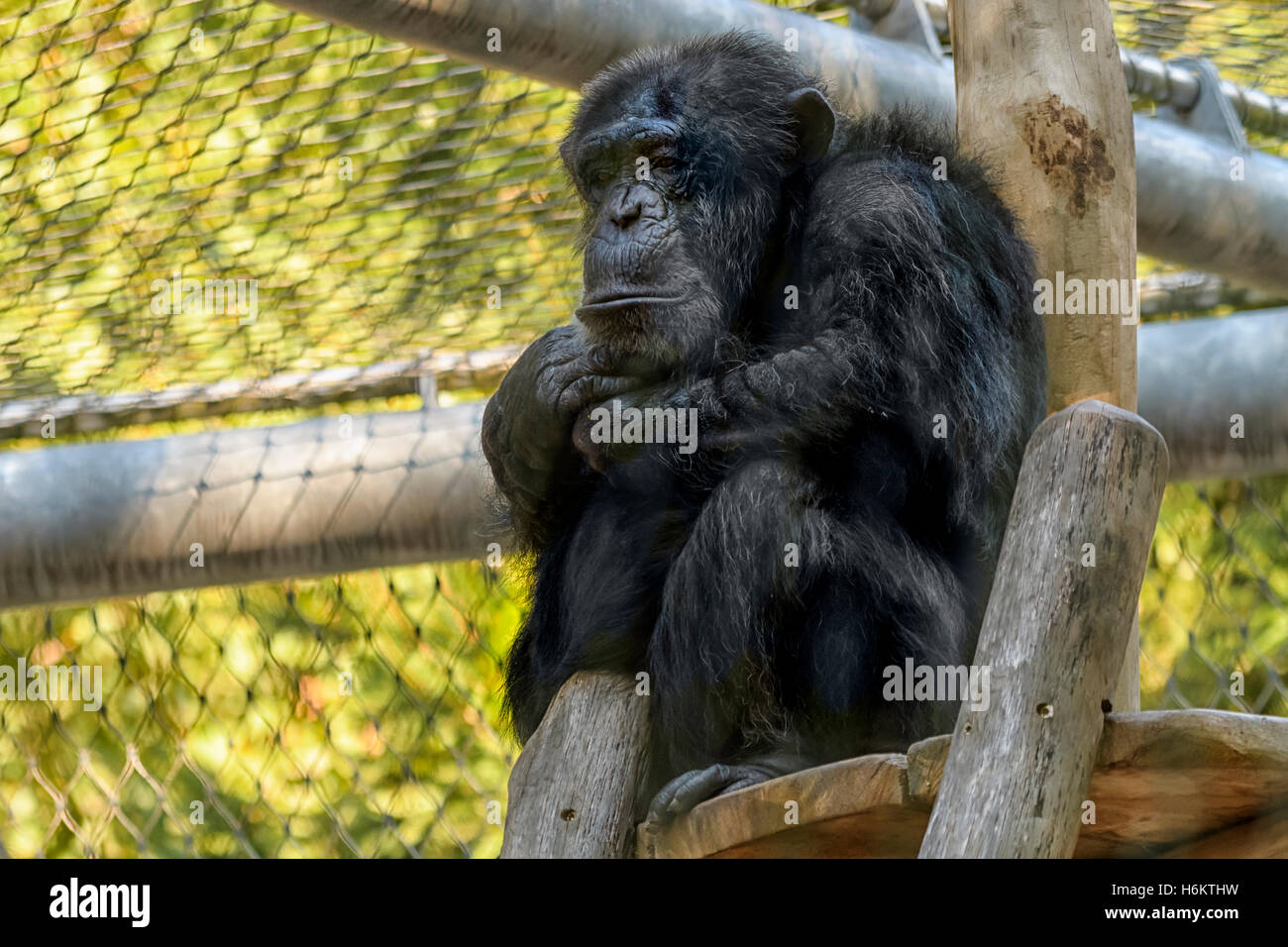 Uno scimpanzé in zoo con uno sguardo di tristezza, pensieri profondi o... Troppi i modi di interpretare. Foto Stock