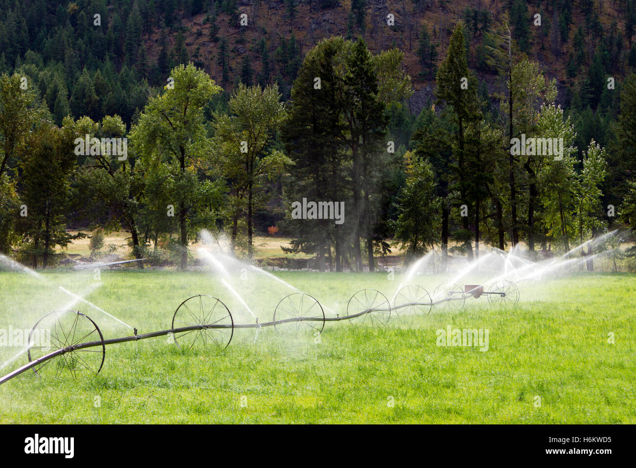 Irrigazione agricola ruota sprinkler di linea Foto Stock