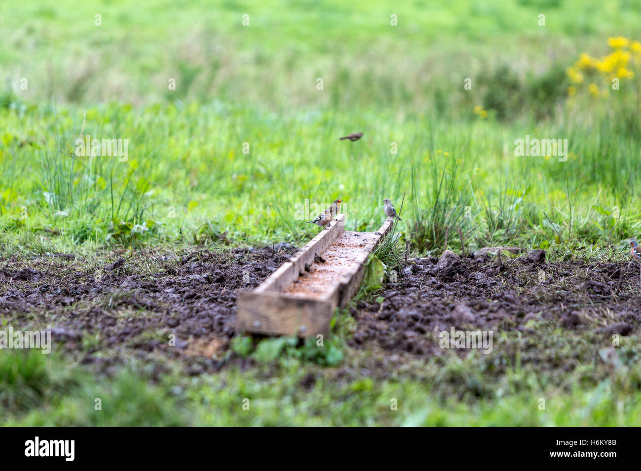 Robin, Europeo robin (Erithacus rubecula) e comuni (fringuello Fringilla coelebs) in Caldragh, Boa Isola, Irlanda del Nord Foto Stock