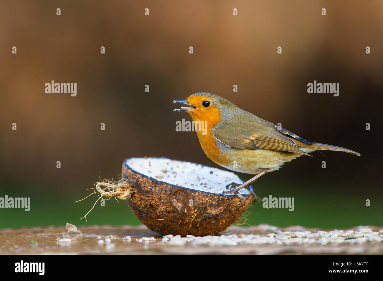 Unione robin (Erithacus rosolia) alimentazione per adulti sul grasso dal guscio di noce di cocco, Norfolk, Inghilterra, Regno Unito Foto Stock