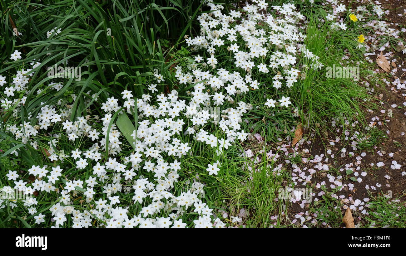 Molti a forma di stella piccoli fiori bianchi in un angolo del Parco in primavera Foto Stock