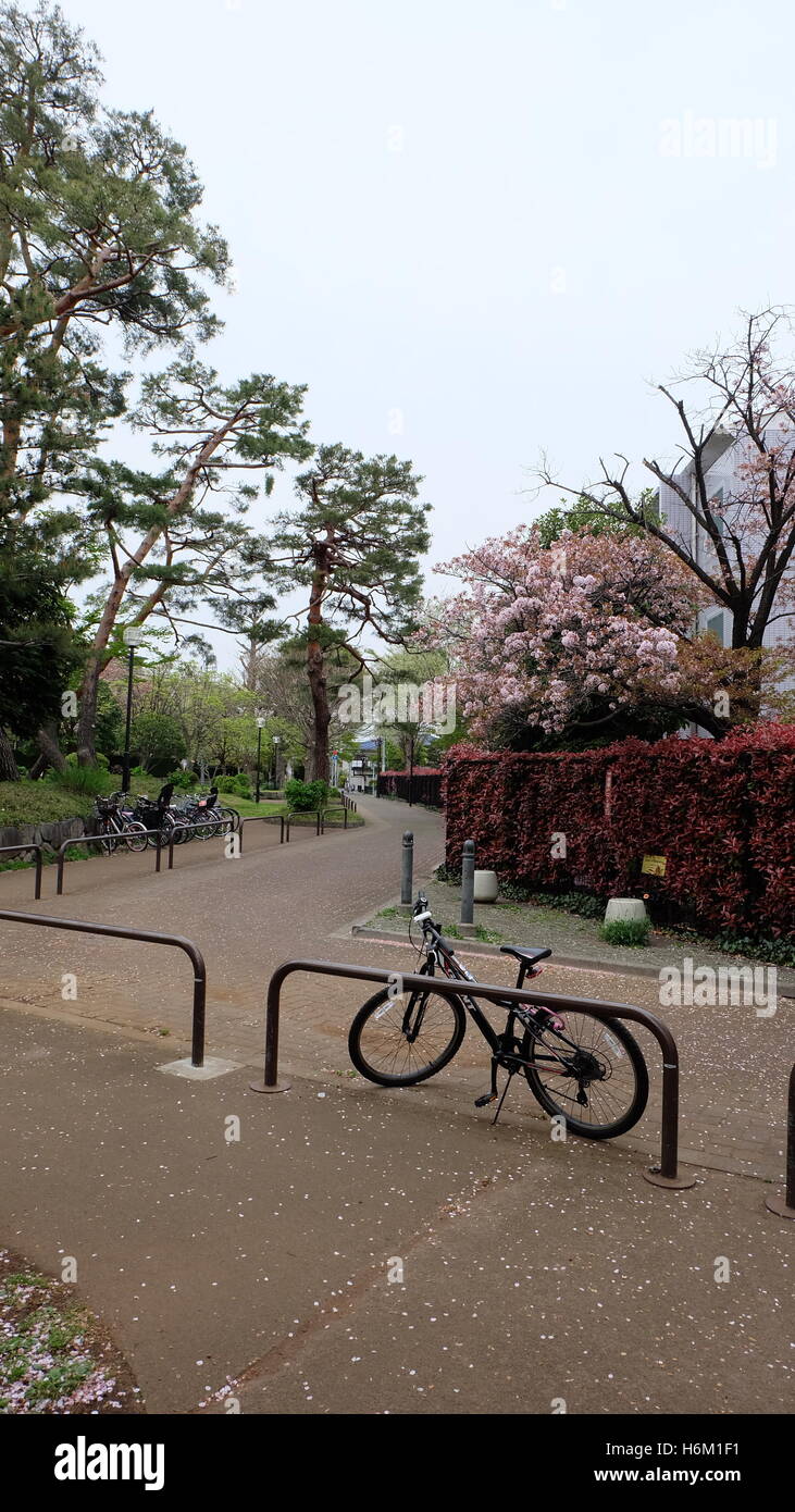Giornata di Primavera in un solitario parco vuoto con noleggio biciclette Foto Stock