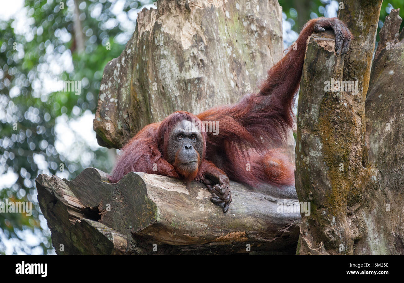 Concetto: intelletto e forza. (Orangutan Pongo pygmaeus) con forti mani e un aspetto intellettuale. Foto Stock