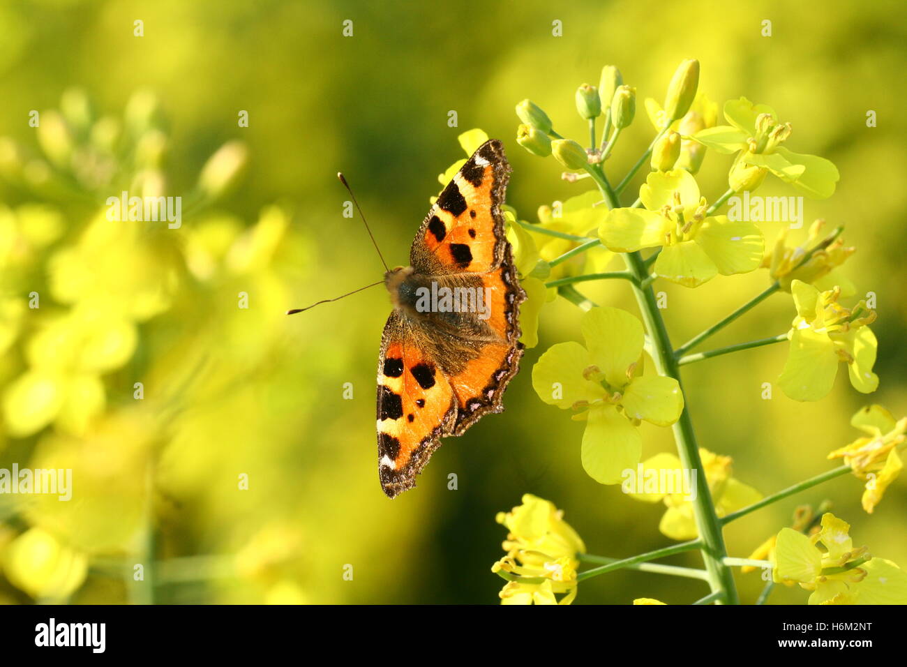 Insetti Ragni Foto Stock