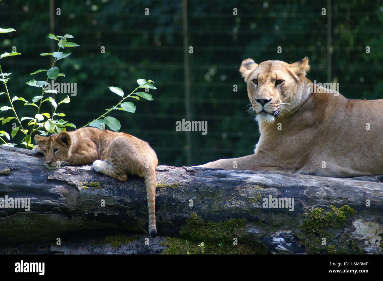 altri animali Foto Stock