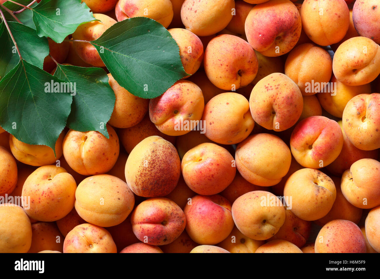 Tutta arancione albicocche con red blush e foglie. Lo sfondo da sopra. Foto Stock