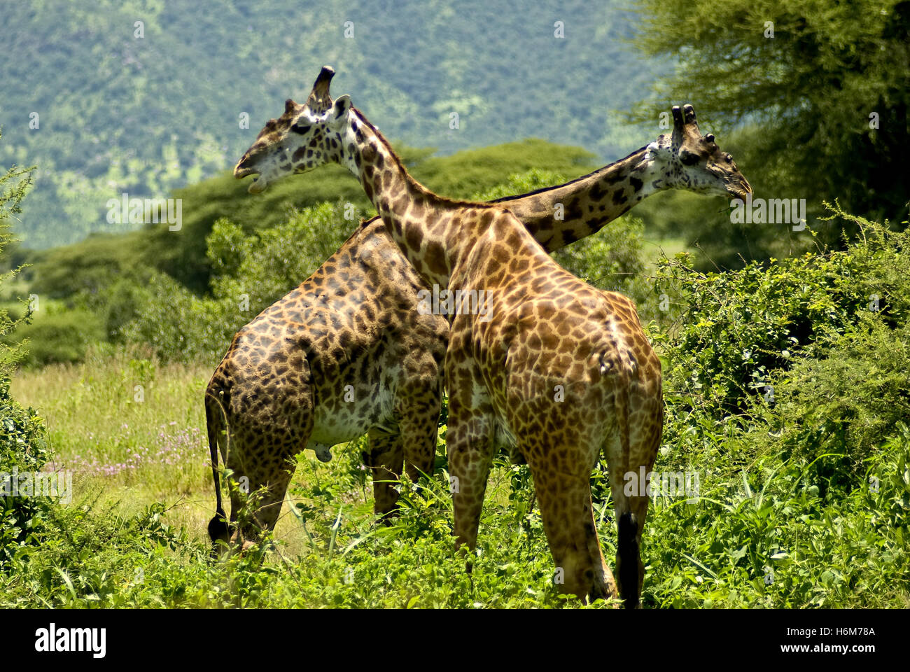 giraffa Foto Stock