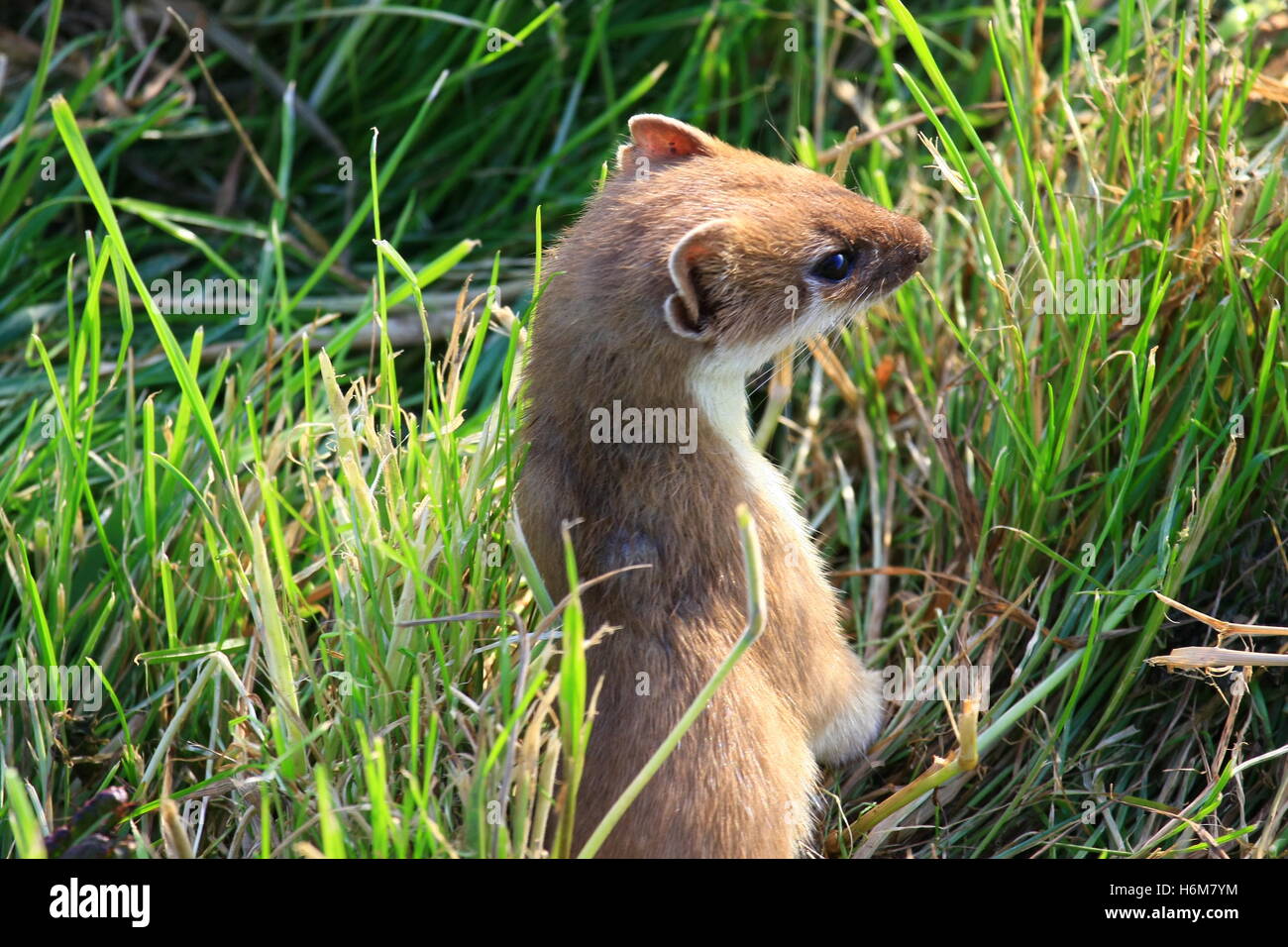 Mustela nivalis Foto Stock